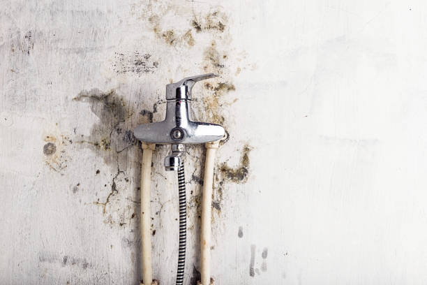 Reliable Colton, CA Mold Removal Solutions