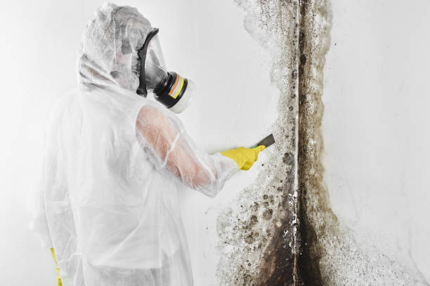 Attic Mold Removal in Colton, CA