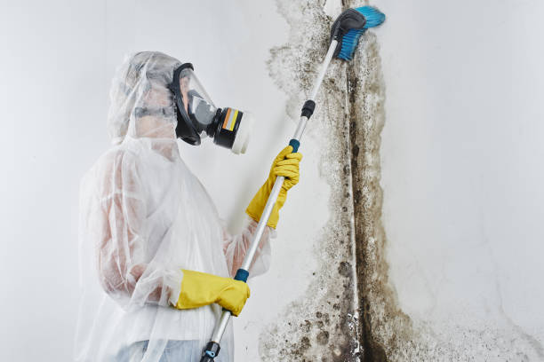 Best Black Mold Removal  in Colton, CA