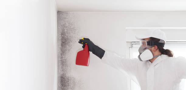 Best Mold Damage Repair  in Colton, CA