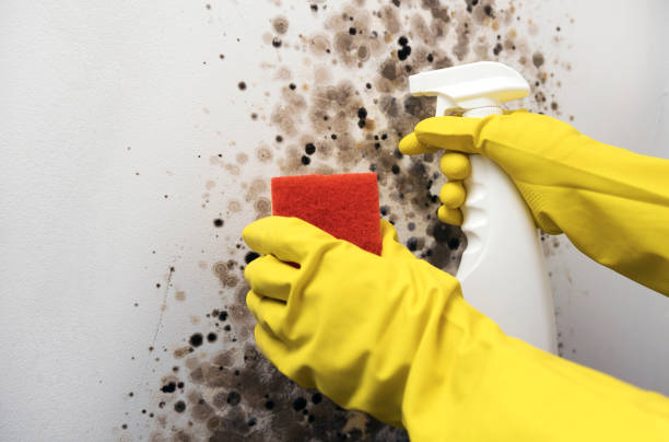 Best Crawl Space Mold Removal  in Colton, CA