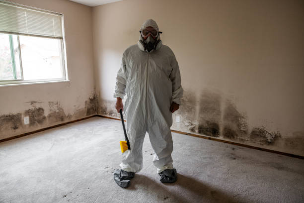 Best Toxic Mold Removal  in Colton, CA