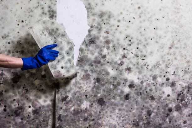 Best Residential Mold Removal  in Colton, CA